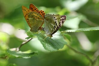 A male and female silver-washed fritillary butterfly sit on a green leaf together. One has orange wings and the other has silver wings, with both butterflies holding their wings up as they mate.