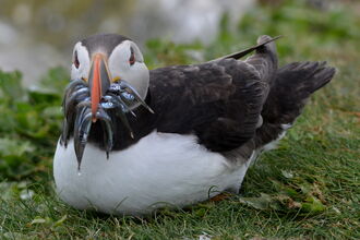 A puffin squatting on the grass with a beakful of small silver fish