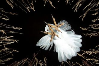 A dramatic view looking up towards a barn owl with talons outstretched as it comes in to landhed