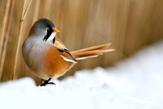 A bearded reedling perched on fluffy white snow beside a golden reedbed.