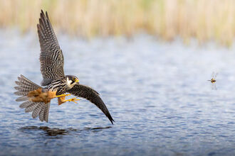 A hobby swooping low of water, hunting a dragonfly. There are golden reeds in the background. 