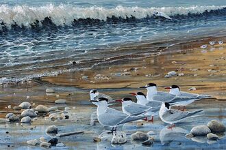 A flock of terns standing on pebbles on a beach, with waves coming onto the sand