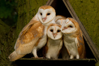 A trio of barn owls