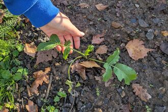 A hand reaches out to show a planting growing out of a leafy, muddy earth. 