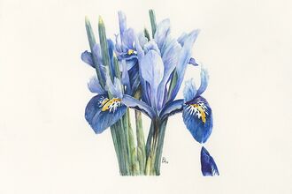 A watercolour painting of a blue iris with green leaves