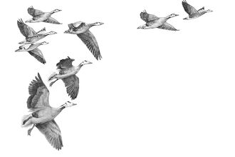 A pencil drawing of a flock of geese against a white background