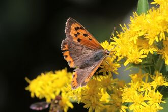 An orange coloured small copper butterfly sitting on golden rod
