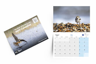 The front cover of our 2027 calendar shows a photo of a hobby and the inside shows a photo of a ringed plover chick for the month of July