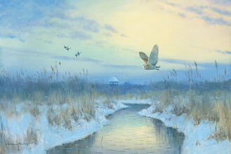 A barn owl glides over a softly lit winter scene 