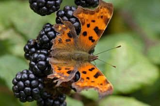 Comma butterfly on blackberries