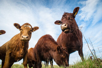 A small herd of brown cows with yellow ear tags grazing a meadow