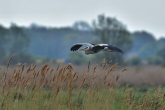 a grey heron flying over reeds