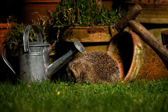 A hedgehog foraging in a garden at night, sitting between a metal watering can and an overturned plant pot.