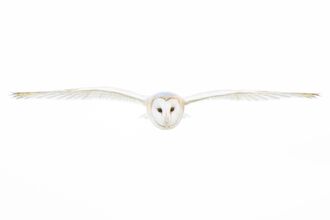 A barn owl photo flting towards you with its wings outstretched, against a white background