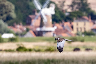 a marsh harrier flying over the reeds in front of Cley windmill