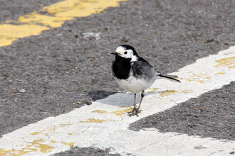 A pied wagtail standing on a white road marking in the city