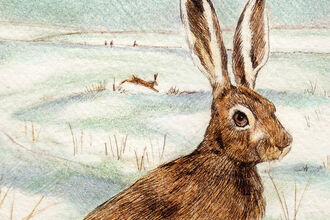 A detailed coloured etching of a hare sits amidst a snowy scene