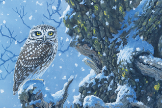 A painting of a little owl perched on a snowy gnarled tree
