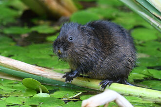 A water vole with very dark brown fur sitting on a plant stalk in a pond, surrounded by green plants floating on the water