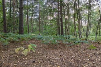 A woodland clearing with ferns beneath tall trees