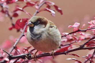 a house sparrow sitting in a tree with red leaves