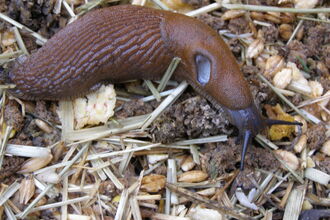 Picture of a large black slug moving across soil