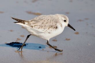 a sanderling running on the sand
