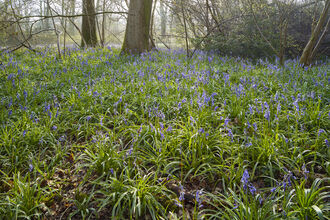 NWT Wayland Wood showing undergrowth and bluebells