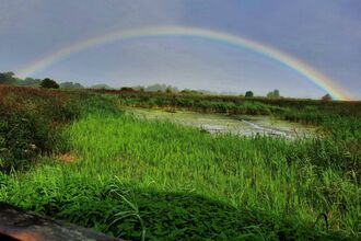 Rainbow stretching across Strumpshaw Fen
