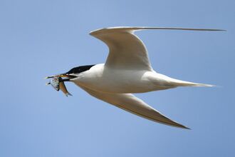 Sandwich tern flying with a fish in its beak