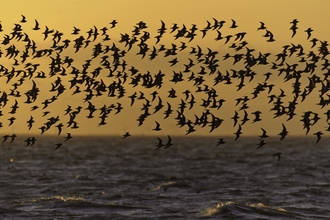 A flock of birds flying above the sea, silhouetted against an orange sunset sky