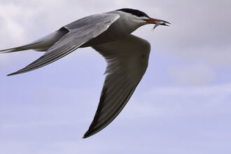 Common tern in flight with a small fish in its mouth