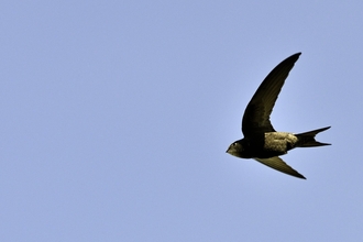 A swift flying through a blue sky