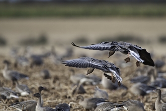 Pink-footed geese on a field in Norfolk during winter
