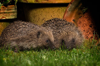 Two hedgehogs in a garden at night next to some flowerpots