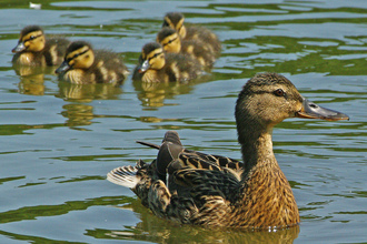 A female mallard duck swims on a lake, with a group of fluffy ducklings swimming behind her