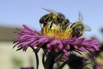Honey bees foraging on pink aster in a garden