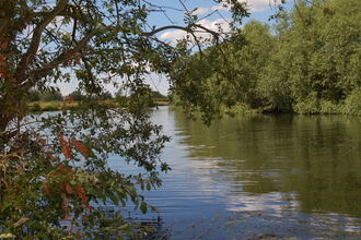 A river on a sunny day, with green trees along the right bank and some branches in the left foreground