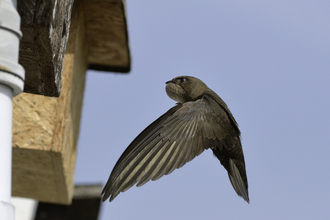 A swift flying to a nest box on the side of a building, in front of a blue sky
