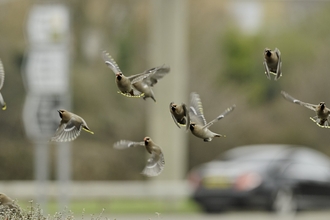 A small flock of waxwing fly in front of a car on a road