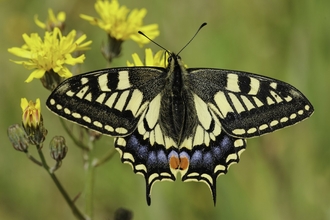 A swallowtail butterfly rests on some yellow flowers