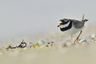 Ringed Plover foraging for food on the shoreline