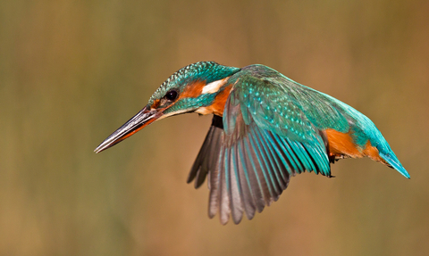 Kingfisher in flight