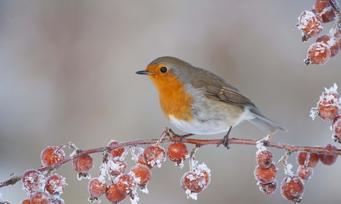 Robin