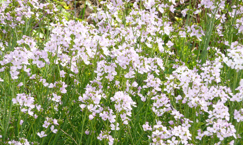 Cuckooflower