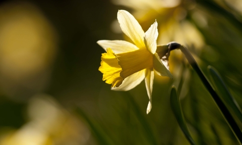 Wild Daffodil