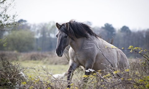 A wild pony jumps over a hedge.