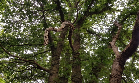 A photo from below looking up at a canopy of trees and twisty tree trunks.