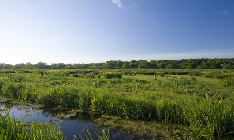 Thorpe Marshes on a sunny day, with a bright blue sky overlooking the blue water of a marsh and a field of green grass