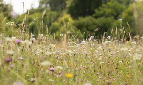 A meadow with white, yellow and pink flowers in the summertime